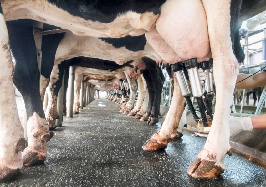 dairy cows being milked milking parlor milkers holstien dairy cows being milked milking parlor milkers holstien