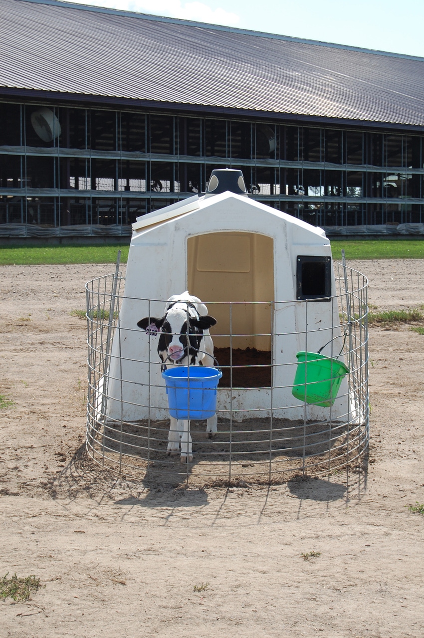 Training helps set up automatic calf feeding programs