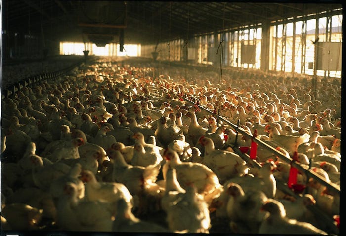 poultry_industry_grapples_marketing_terminology_1_635906082624548000.jpg