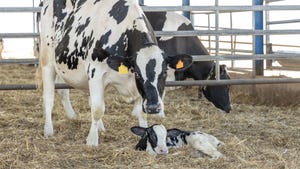 Overcoming the dairy cow stress response 