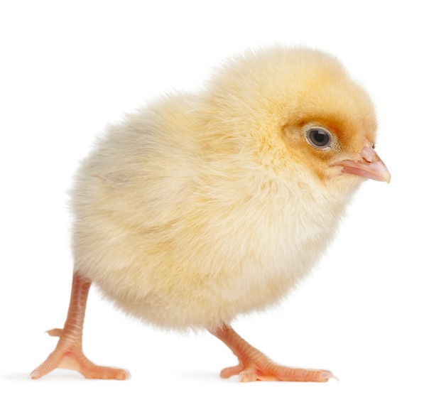 chick - yellow 2 days old_GlobalP_iStock_Thinkstock-517464192.jpg