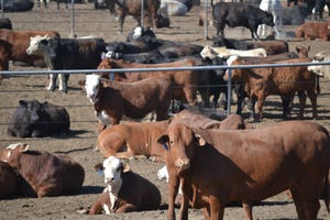 Texas AgriLife Feedlot-cattle.jpg