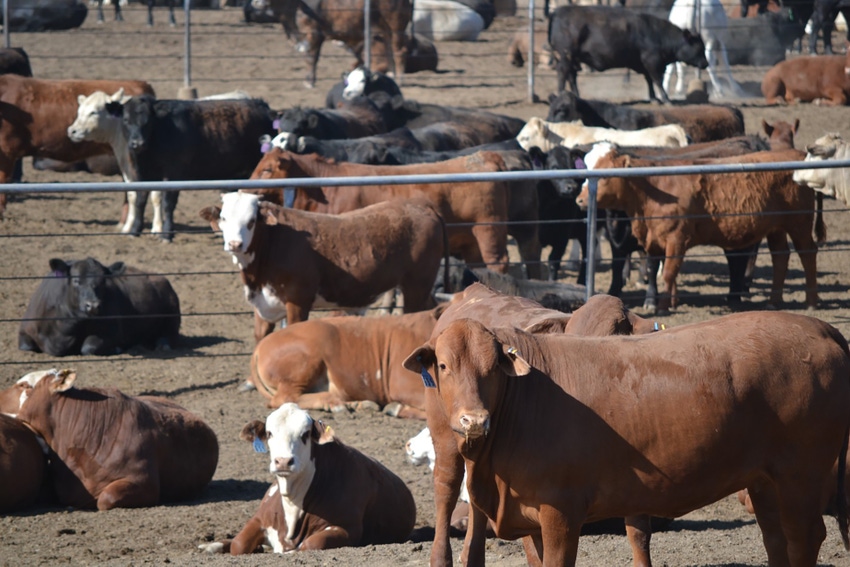 Texas AgriLife Feedlot-cattle.jpg