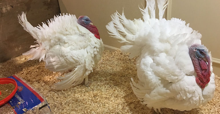 Pardoned turkeys find new home at Virginia Tech