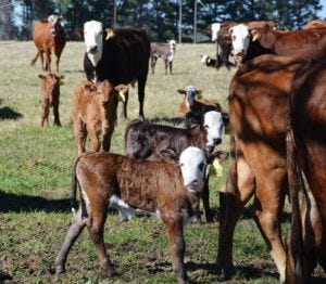 Bull management key to successful breeding seasons