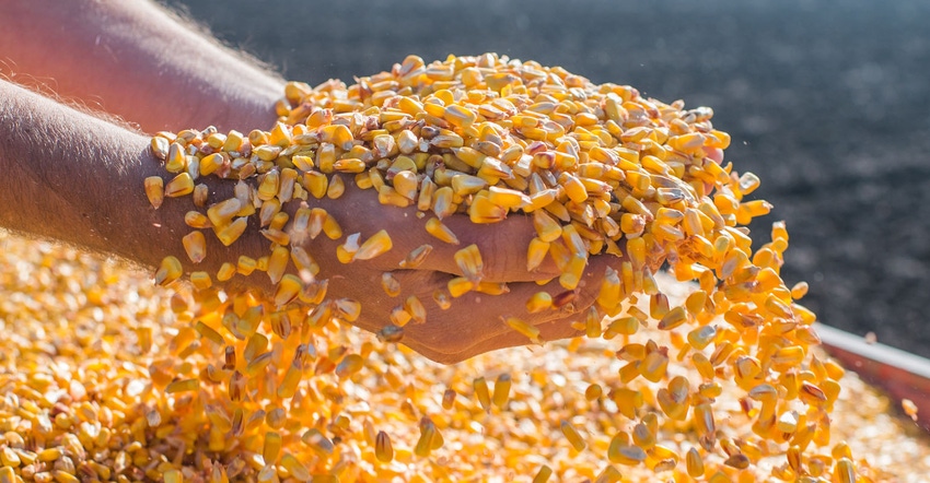 Mold and Mycotoxin Report: 2018/19 Corn Crop