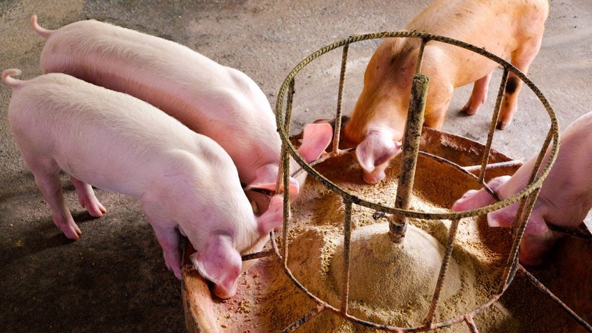 FFAR pigs eating feed.jpg