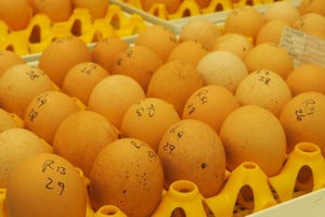 Pirbright IB vaccine eggs.jpg