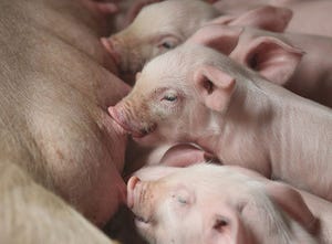 Male piglets less resilient to stress when moms get sick