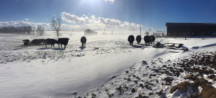 Thune seeks livestock assistance following winter storms