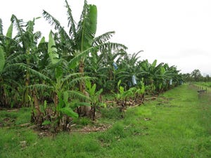 World-first Panama disease-resistant Cavendish bananas developed