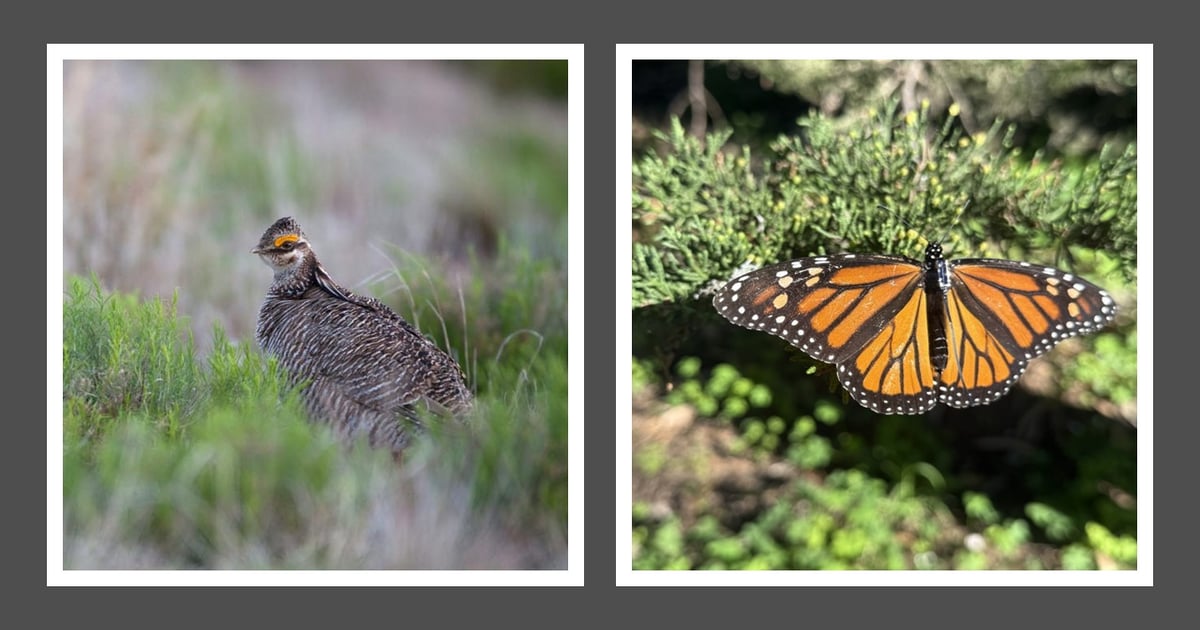 FWS delists lesser prairie-chicken, faces suit over monarch delay