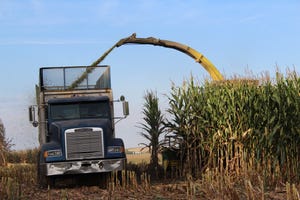Four considerations for optimal fresh-chopped corn harvest