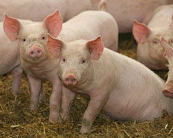 New benefits found to feeding fatty acids to pigs