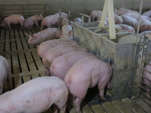 Pigs Eating.JPG