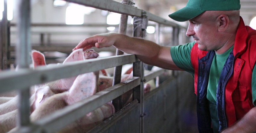 Whole Farm Approach Supports Healthier Swine