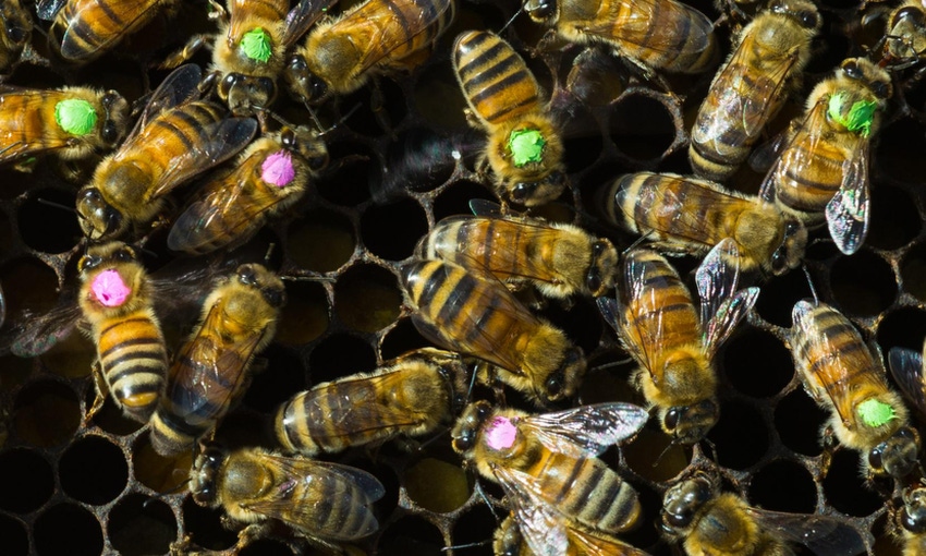 Overuse of antibiotics brings risks for bees
