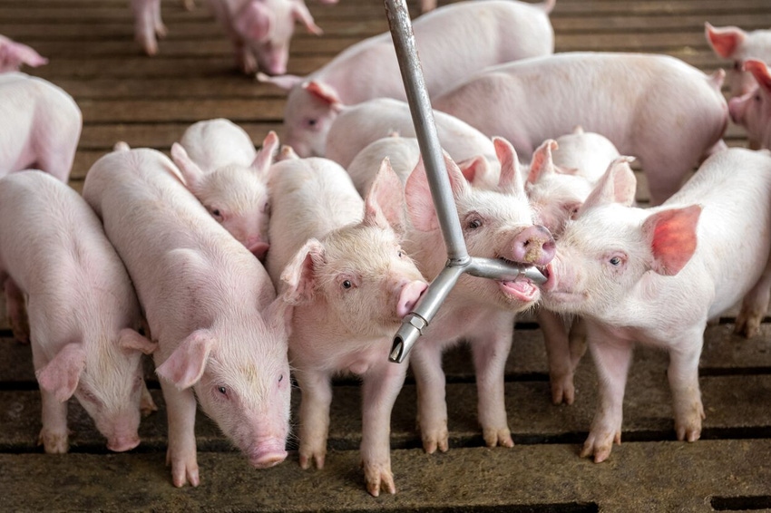 Real Pork – Pigs Drinking from Waterer.jpg