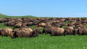SDSU Chasing-bison-across-the-plains--cropped-jpg.jpg
