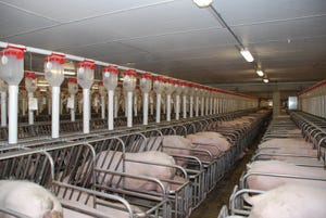 U.S. hog inventory down again in September report