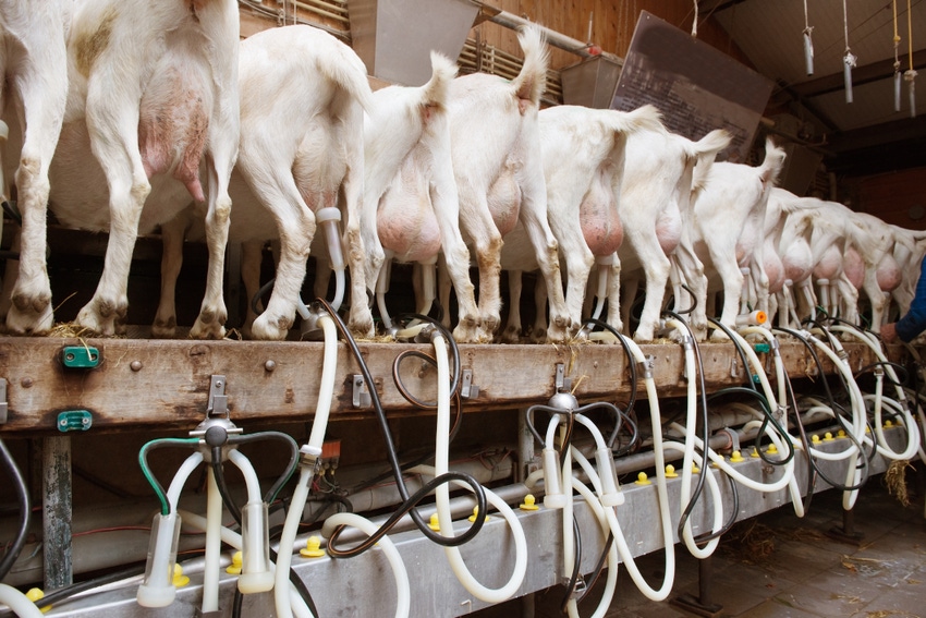 Saputo supports dairy goat welfare research