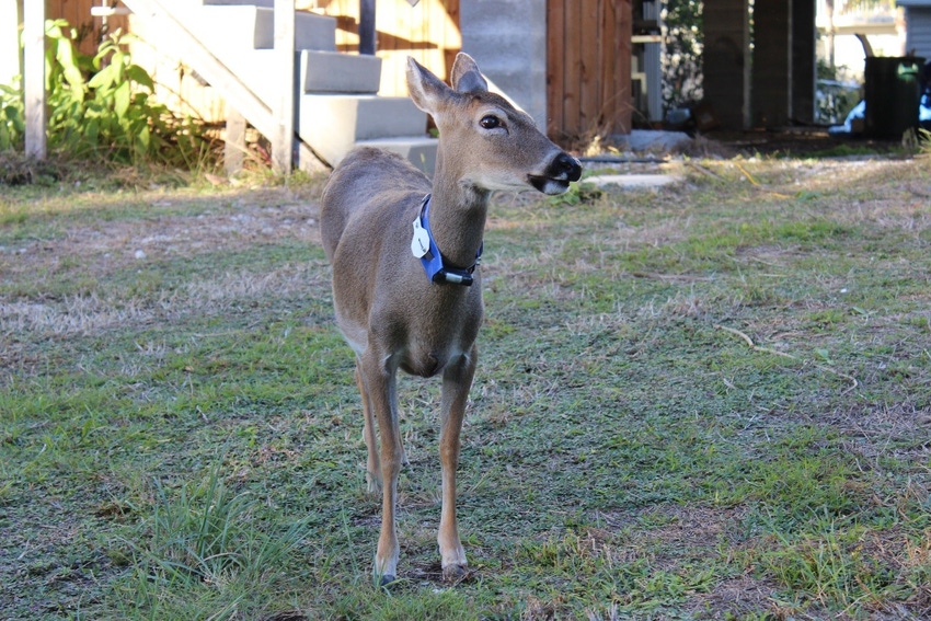 Monitoring study tracks Key deer involved in outbreak