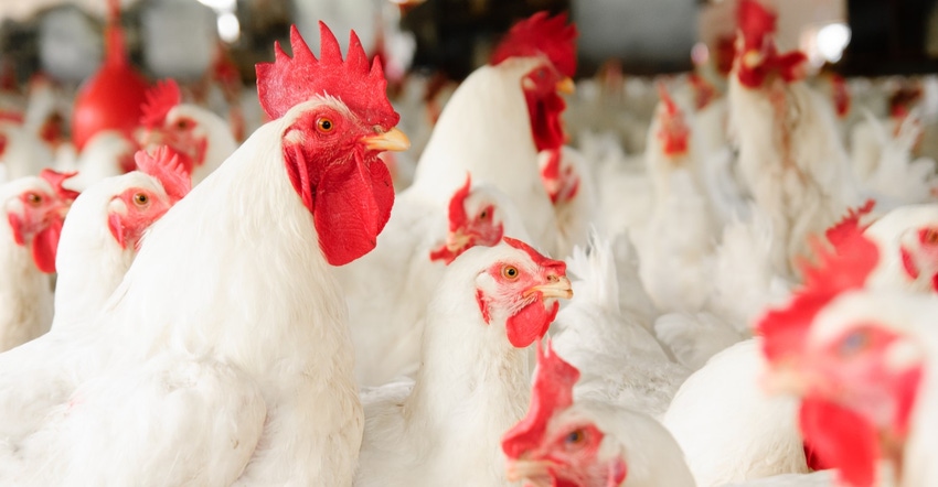 Poultry broiler chickens iStock172476350.jpg Poultry broiler chickens iStock172476350.jpg