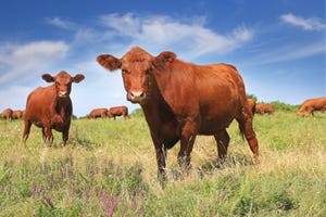 LIVESTOCK MARKETS: Cattle inventory rises only slightly