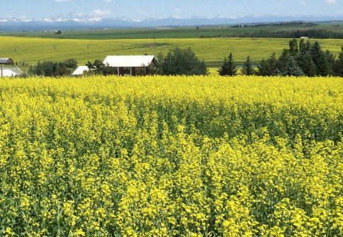 Canola may be a good option for California growers.