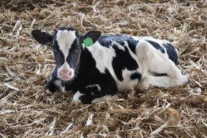 Calves born with signs of bacteria already in gut