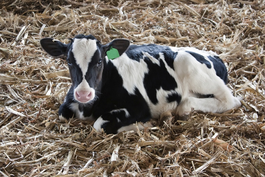 Calves born with signs of bacteria already in gut