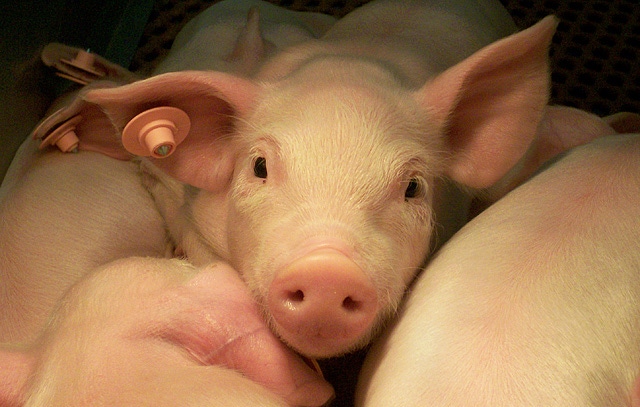 Amino acid may give piglets a boost