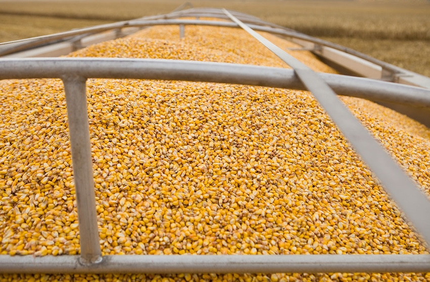 Corn in a grain truck