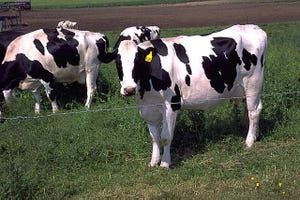 Nearly 60% of producers signed up for new dairy program