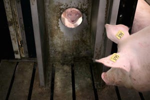 Estrus detection with group-housed sows gets automated
