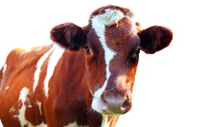 dairy cow brown_Annebel van den heuvel_iStock-527238319.jpg