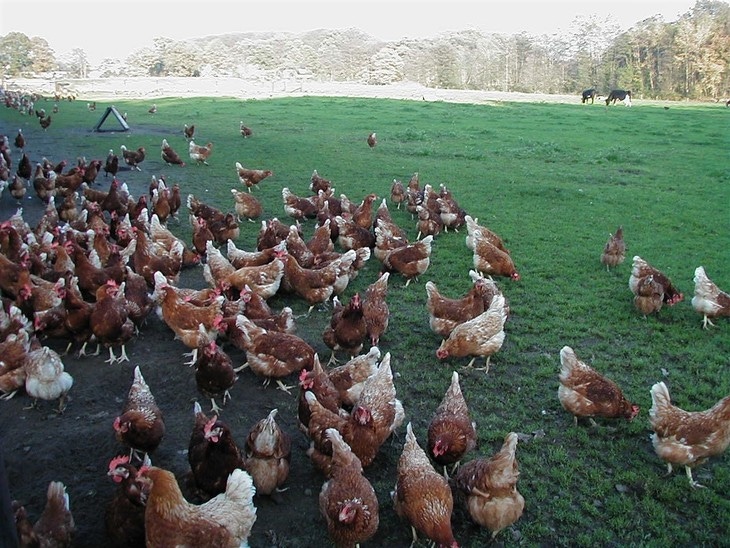 Penn State looks at safe, comfortable cage-free chicken housing