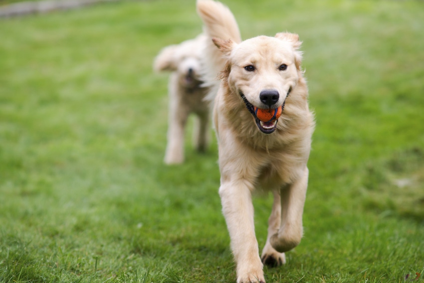 Causes of non-hereditary DCM in dogs explored