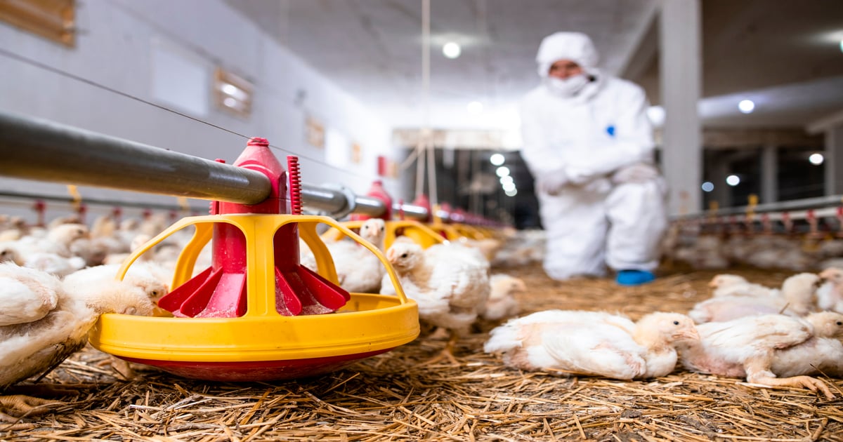 New ILT immunization strategy evaluated in poultry