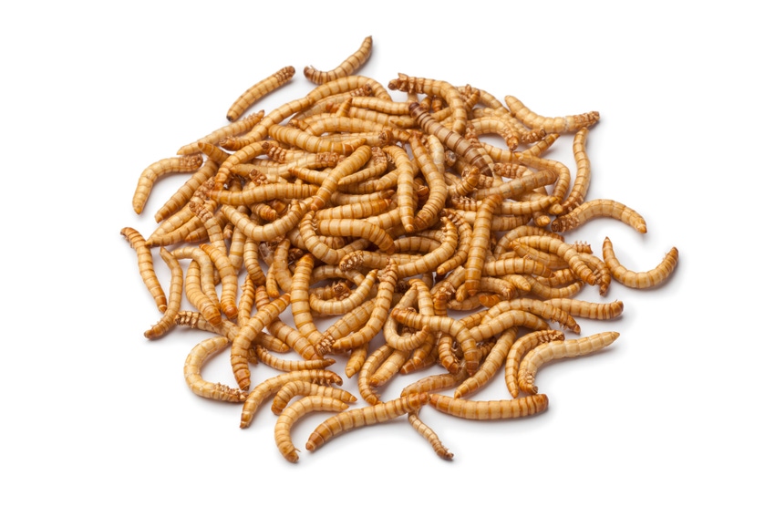 mealworms larva_PicturePartners_iStock_Thinkstock-136504817.jpg