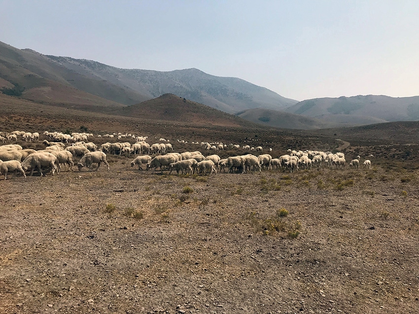 UNR Cottonwood_Canyon_sheep.jpg