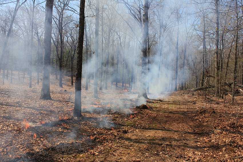 Prescribed forest fire frequency should be based on land management goals
