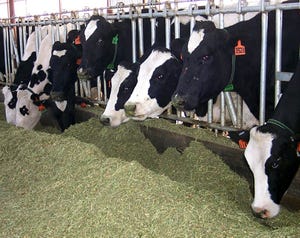 Texas AgriLife dairy cattle wheatlage.jpg
