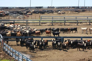 Cattle in feedlot