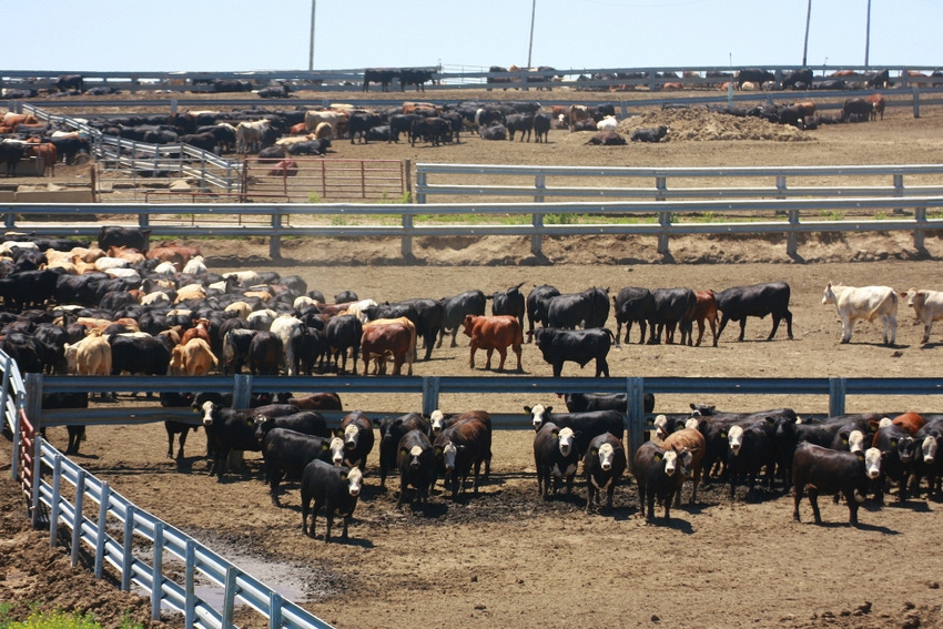 Cattle in Nebraska feedlot Cattle in Nebraska feedlot
