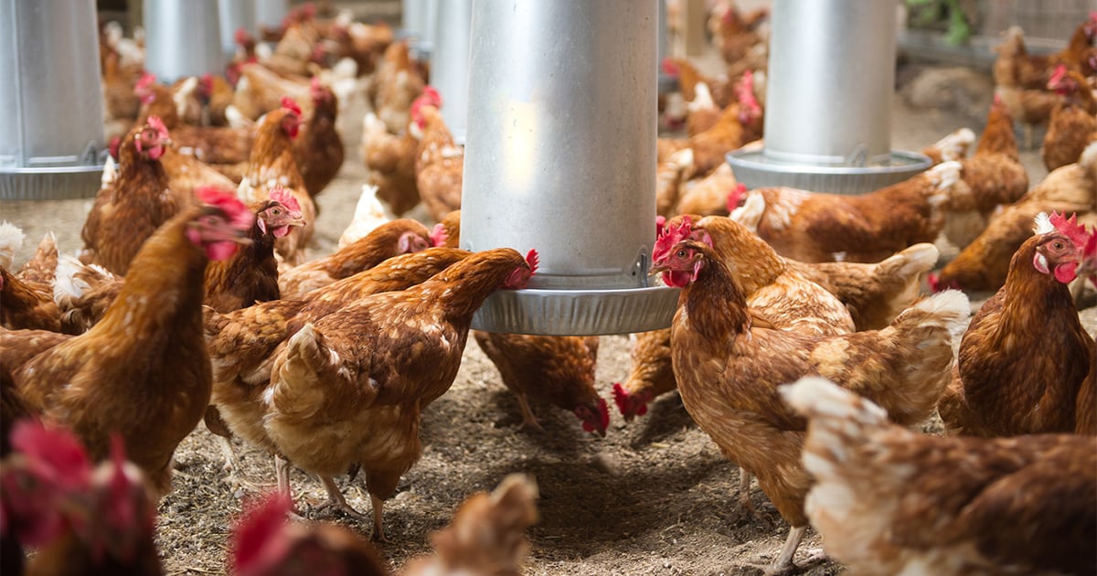 Cage-free pressure campaign against Kroger escalates