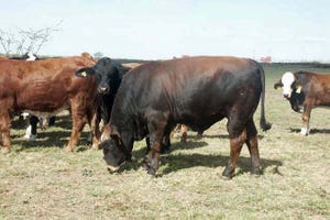 Value of bull to commercial herd exceeds ‘relative’ value