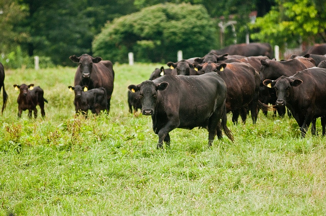 AMS rescinds grass-fed, naturally raised beef label