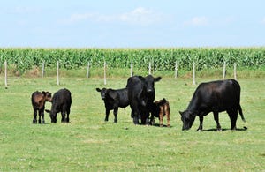 People, not cattle, likely caused methane levels to skyrocket