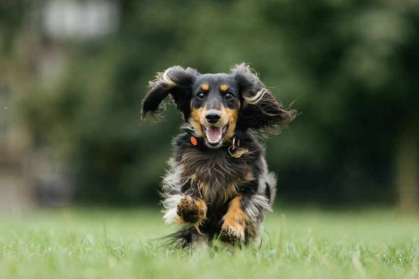 Neovia invests in 'pet telematics' Neovia invests in 'pet telematics'